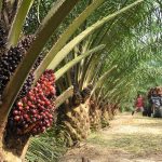 palm oil